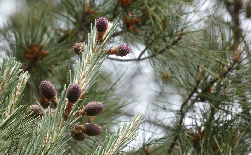 Circular patterns of growth on a pine tree