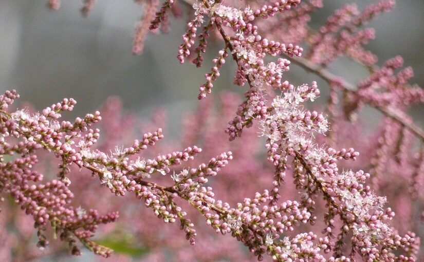 Branches of blossoming pink Tamarisk flowers