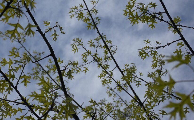New growth on Oak branches set against sky