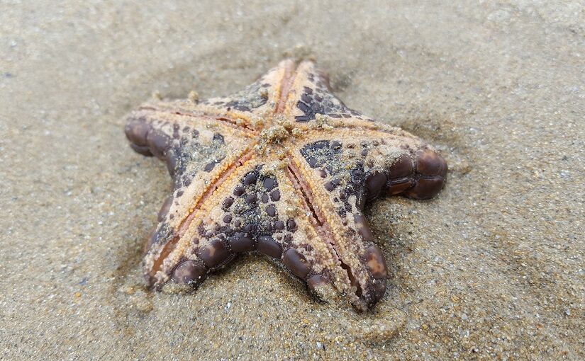 Starfish resting on the sand
