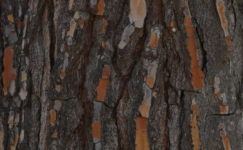Crackled bark of a tree
