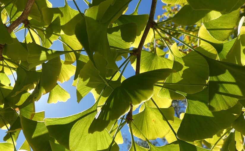 Foliage of a Ginkgo Biloba tree