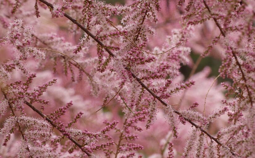 Pastel pink branches of a Tamarisk tree