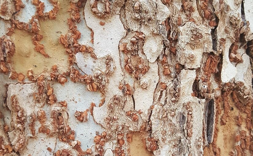 Flaked bark on the trunk of a tree