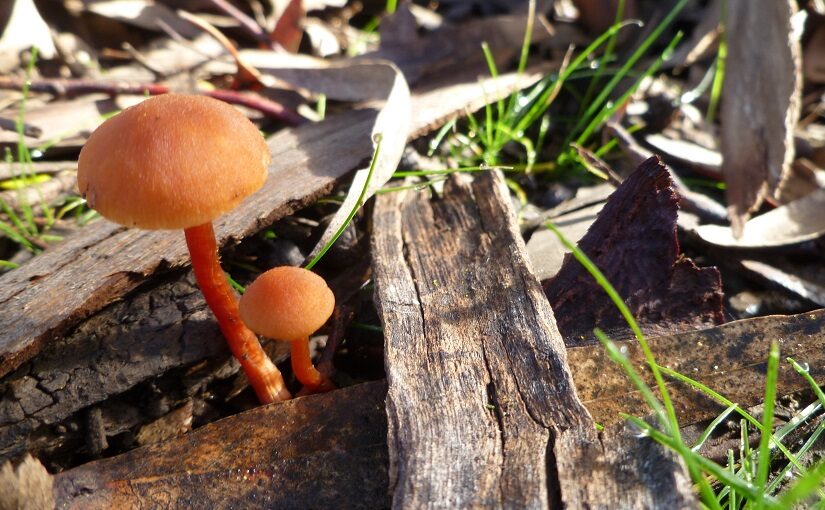 Toadstools on a forest floor