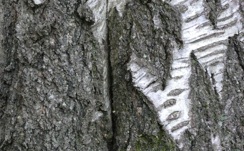 Graphic bark of a silver birch
