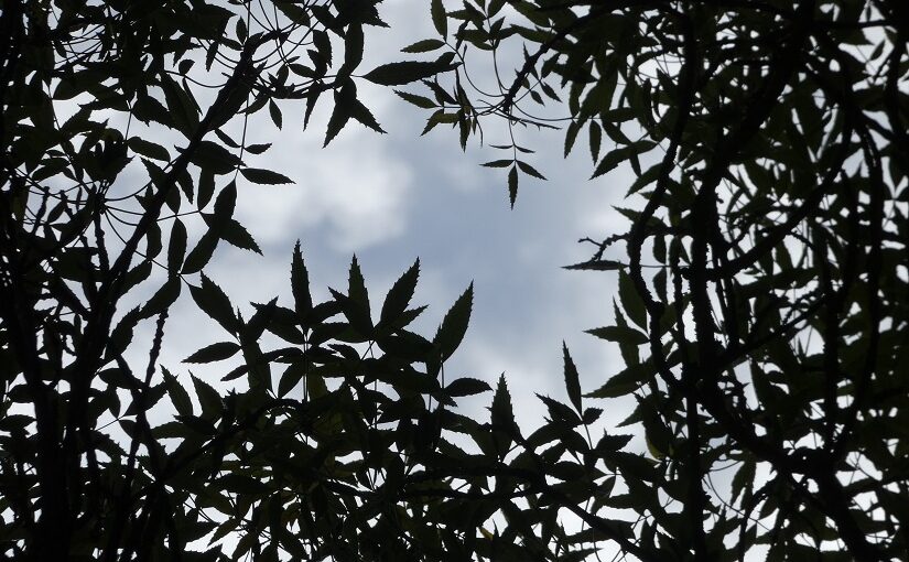 Leaves silhouetted against clouded sky